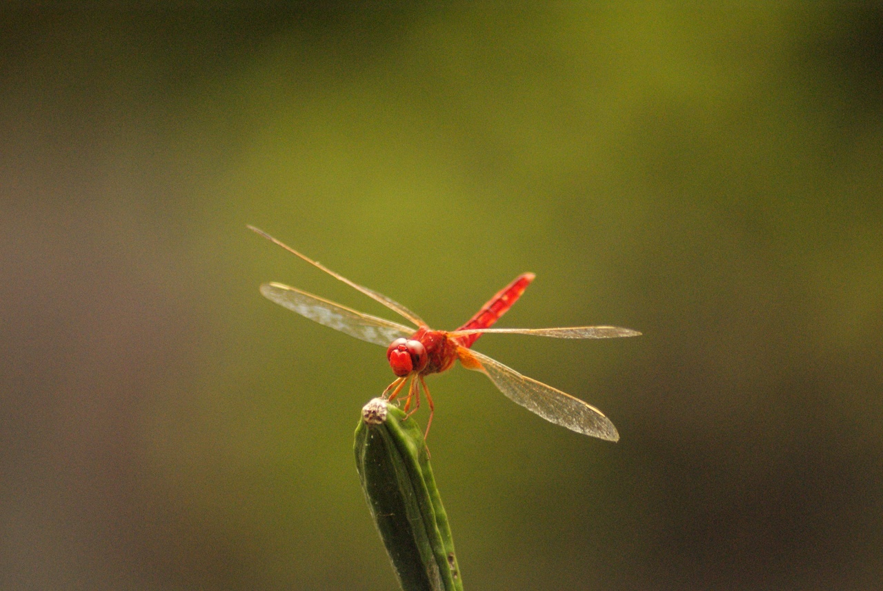 红蜻蜓