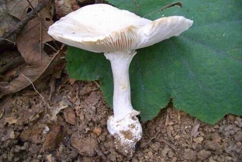  p>致命白毒伞(amanita verna),又名致命鹅膏菌;白色,菌体幼时卵形,后