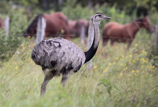 名亚种(学名:rhea americana americana)是美洲鸵鸟目美洲鸵鸟科的 a