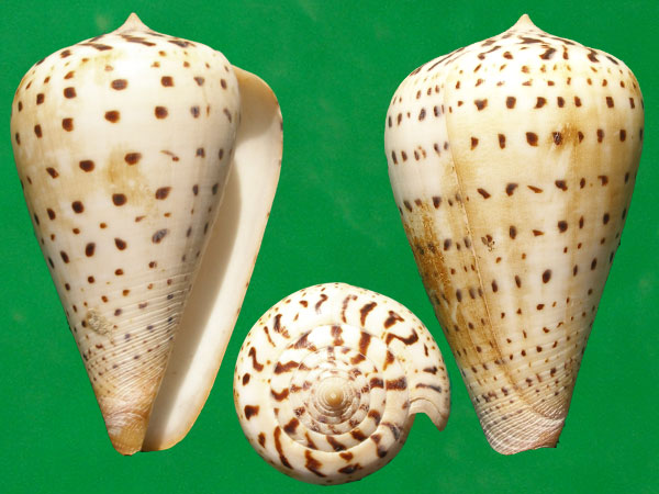  p>别致芋螺(学名:dendroconus betulinus betulinus) a href="#"