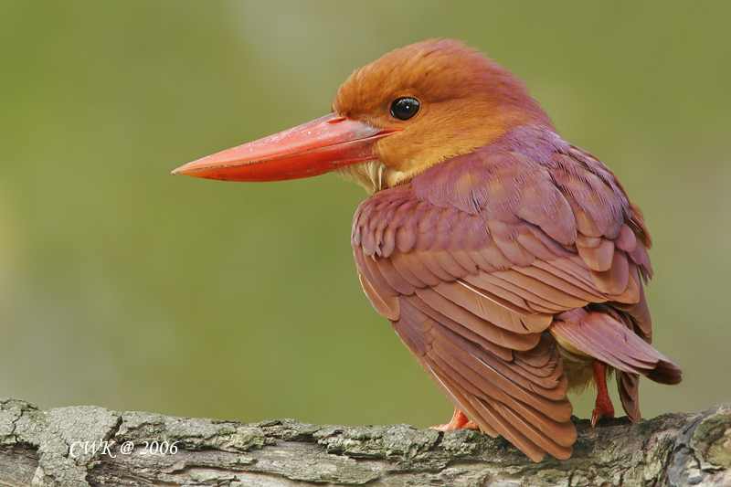 xbp">赤翡翠(学名: i>halcyon coromanda /i>):是佛法僧目翠鸟科的 a