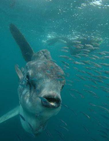 新疆天山天池水怪视频
