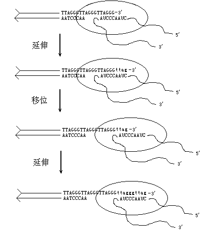端粒（稳定染色体末端的结构）_百度百科