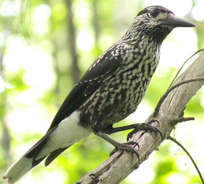  p>星鸦东北亚种(学名:nucifraga caryocatactes macrorhynchos )是 a