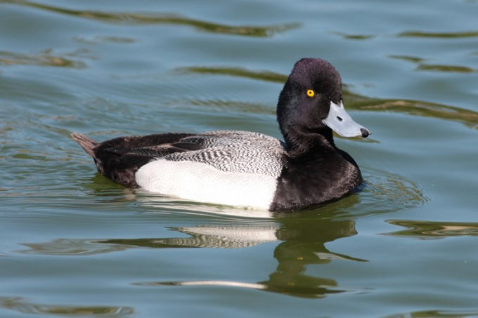  p>小潜鸭(学名: i>aythya affinis /i>)是雁形目,鸭科,潜鸭属的 a