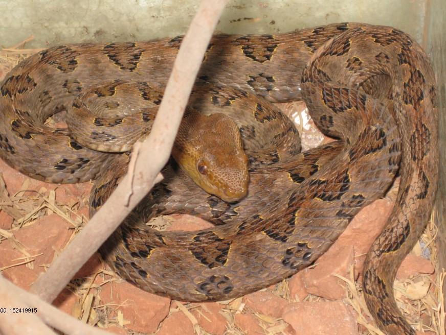  p>原矛头蝮(学名: i>protobothrops mucrosquamatus /i>),又名为龟壳