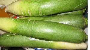 圆柱形的茎直立,较为粗壮,茎中向上渐变小,不裂并且不抱茎;叶形上有板