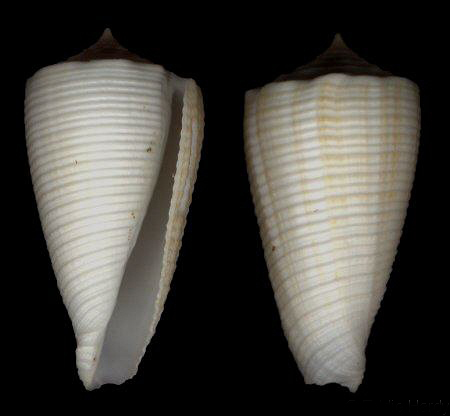  p>刻纹芋螺是芋螺科,芋螺属的一种贝类动物. /p>