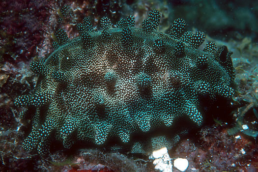  p>酒桶宝螺(学名:talparia talpa talpa)又名是 a href="#" data