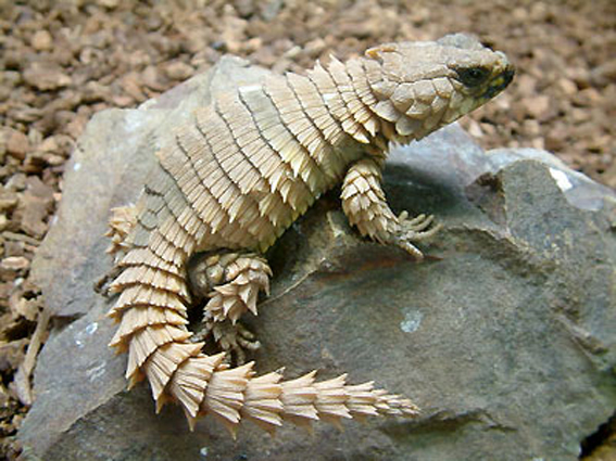 armadillo spiny-tailed lizard