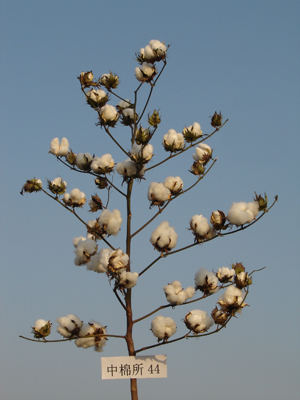中棉所44
