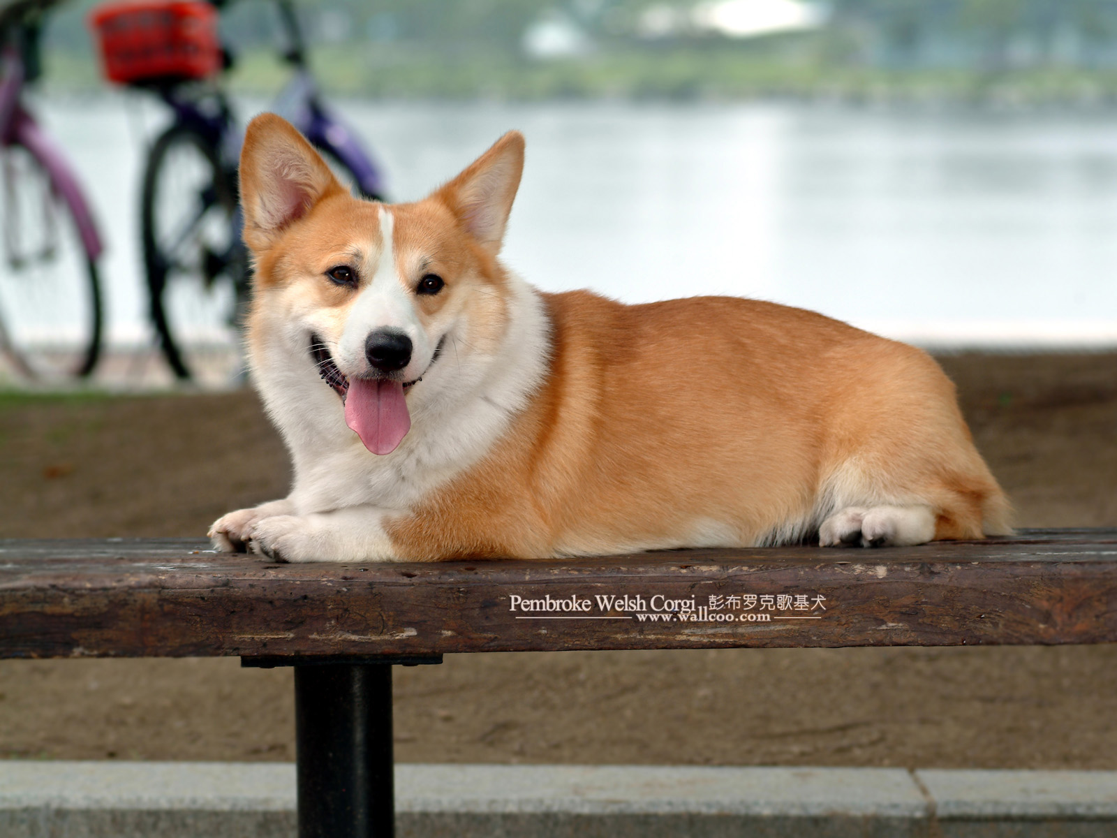pembroke welsh corgi