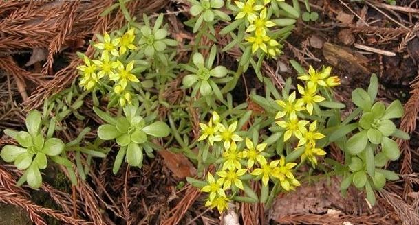  p>细小景天(学名:sedum subtile)是景天科景天属的植物.