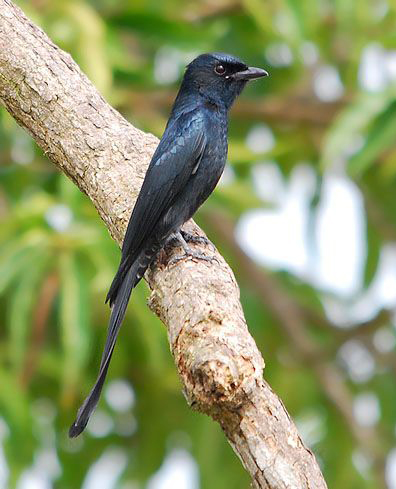  p>黑卷尾普通亚种(学名:dicrurus macrocercus cathoecus )是 a