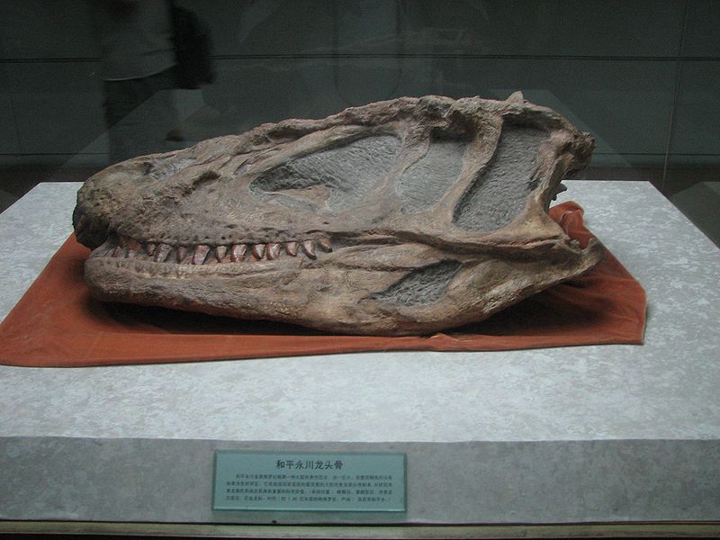 中华盗龙(sinraptor)