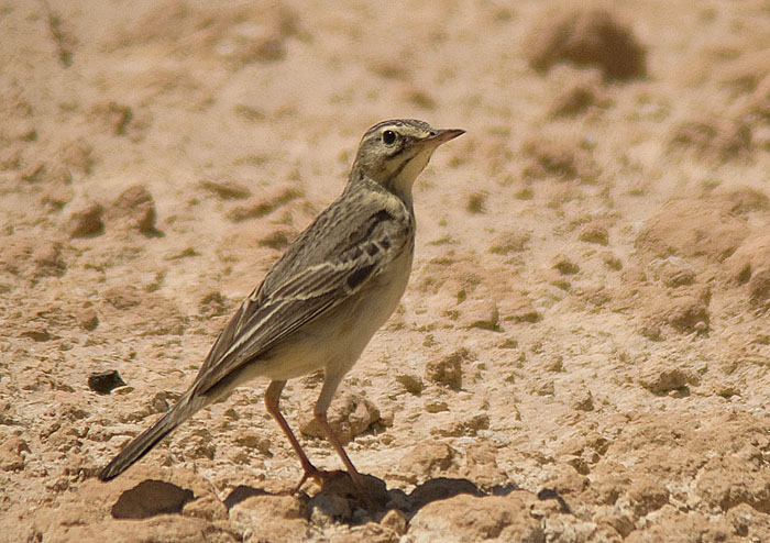  p>平原鹨指名亚种(学名:anthus campestris campestris)是 a target=