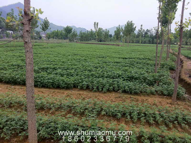 树绿之家苗圃批发场