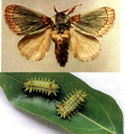  p>褐边绿刺蛾( i>latoia consocia /i> walker),别名: 青刺蛾, a