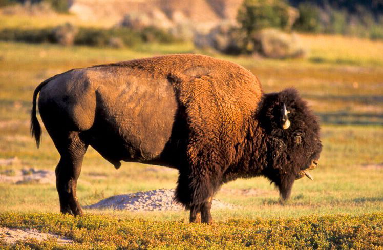  p>美洲草原野牛(学名:bison bison bison)是北美最大的哺乳类动物