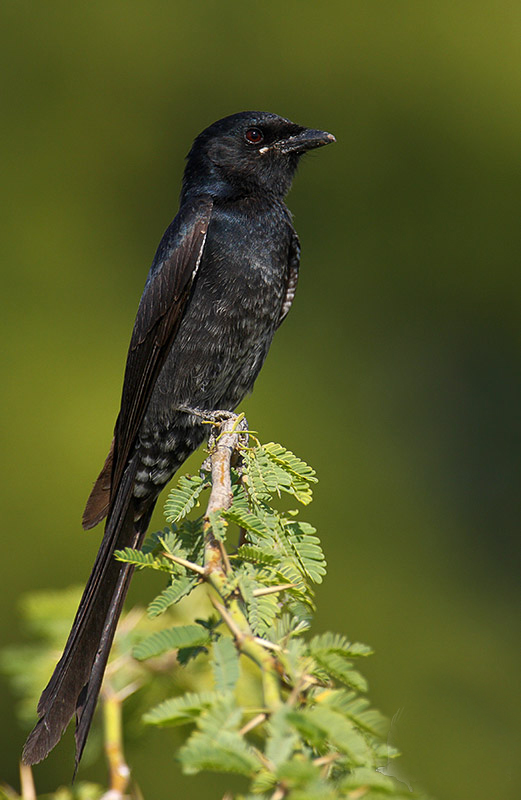 黑卷尾台湾亚种