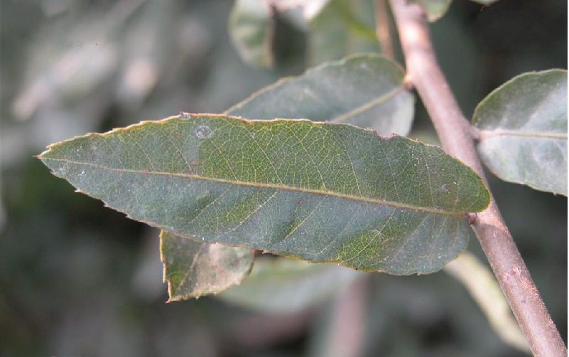  p>小叶栎(学名: i>quercus chenii /i> nakai)是壳斗科,栎属落叶 a