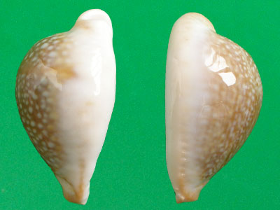  p>初雪宝螺(学名:erosaria miliaris miliaris)是腹足纲宝螺科的 a