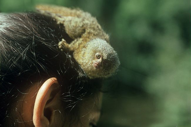  p>侏狨是生活在 a target="_blank" href="/item/南美洲/138913"