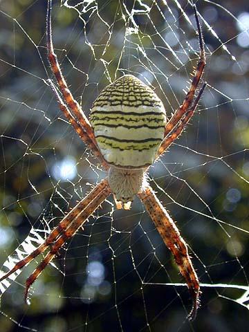  p>属蜘蛛目 a target="_blank" href="/item/金蛛科/5496139" data