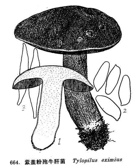 tylopilus eximius (peck) sing.