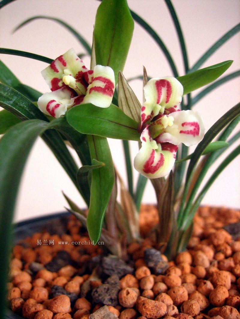  p data-id="gnwtznshwc">小元宝是兰花的一种.