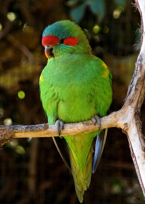  p>红耳绿吸蜜鹦鹉(学名:glossopsitta concinna)羽色鲜艳,主要以花粉