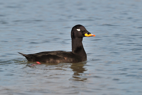  p>斑脸海番鸭(学名: i>melanitta fusca /i>)为雁形目鸭科的 a href=