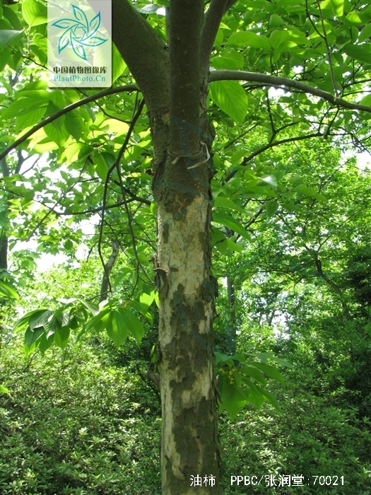 diospyros oleifera cheng