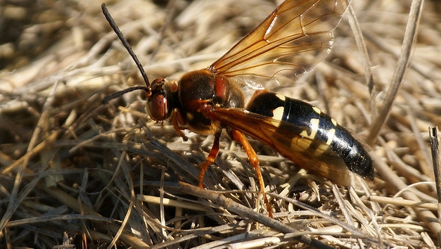  p>膜翅目(hymenoptera)泥蜂科(sphecidae) a target="_blank" href="