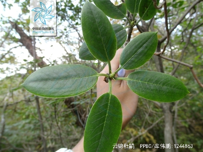 云锦杜鹃