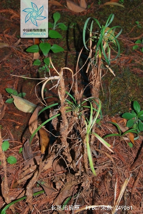  p>长茎沿阶草(学名: i>ophiopogon chingii wang et tang /i>),为 a