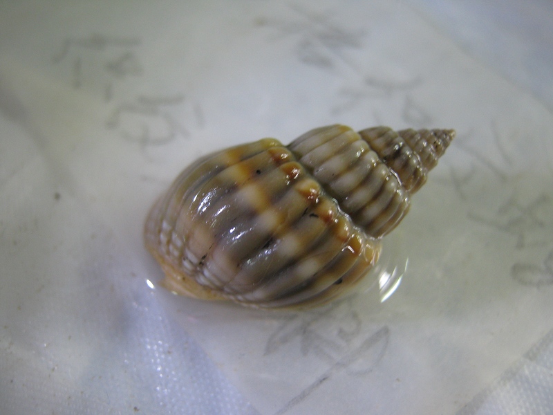 data-lemmaid="2362798">粗肋织纹螺 /a>,为大型织纹螺类