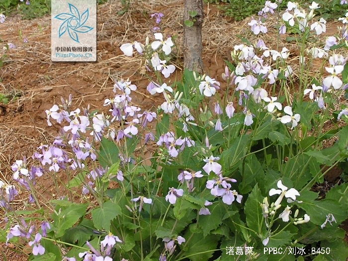  p>诸葛菜(学名: i>orychophragmus violaceus  /i>(l.) o. e.