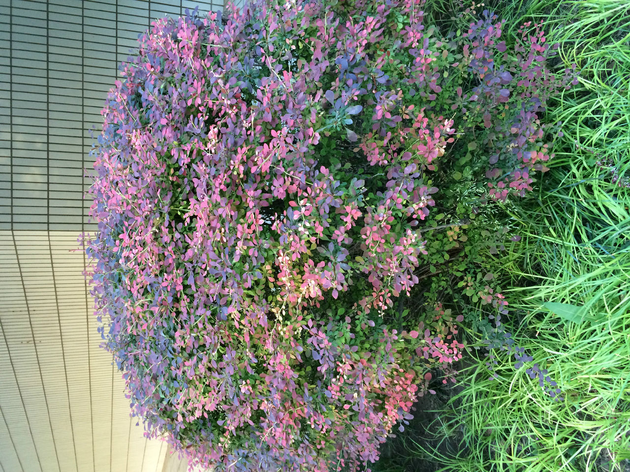  p>紫叶小檗(学名: i>berberis thunbergii /i> var.