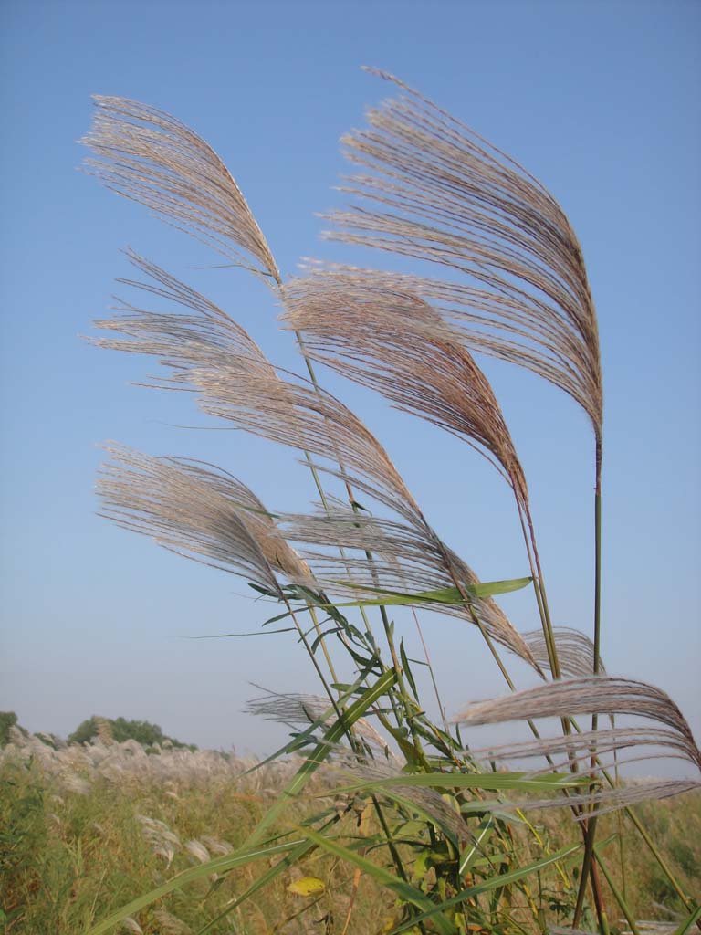  p>蒲苇属(学名:cortaderia stapf)是禾本科下一个属.