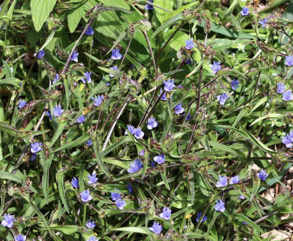  p>蓝耳草(学名: i>cyanotis vaga /i> (lour.) schultes. et j. h.