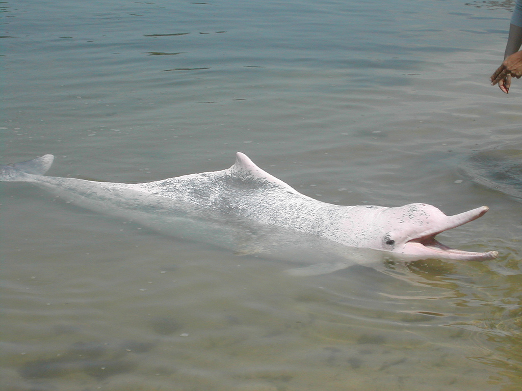  p>中华白海豚(学名: i>sousa chinensis /i>),属于鲸类的 a target="