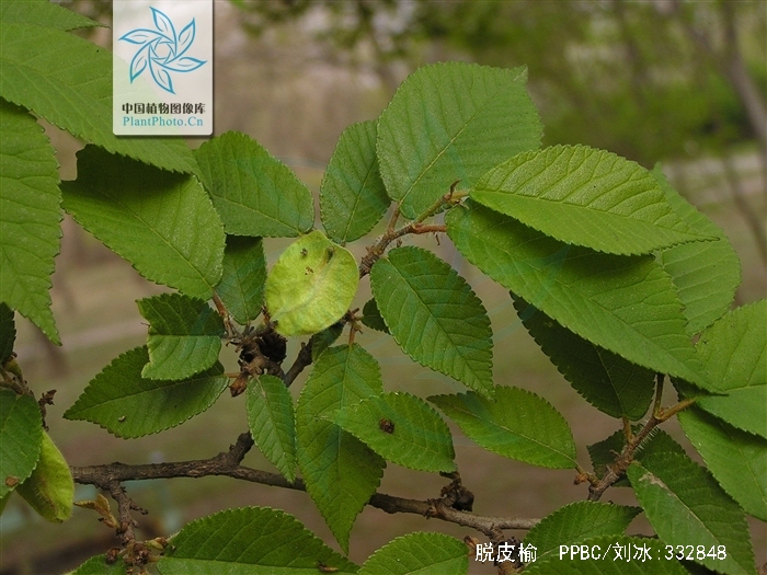  p>脱皮榆(学名: i>ulmus lamellosa /i> t. wang et s. l.