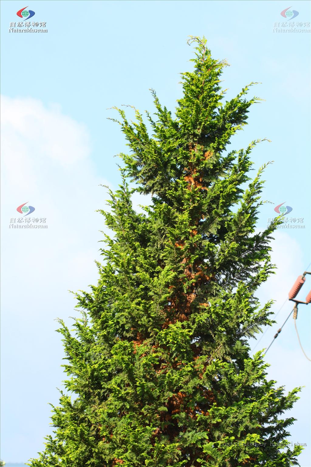 (cupressaceae)是裸子 a target="_blank" href="/item/植物/142914"