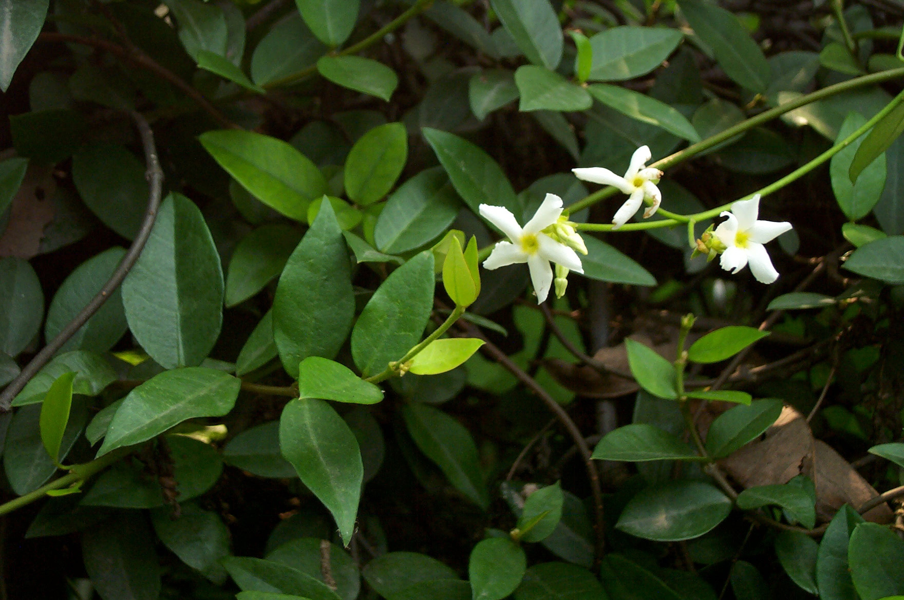 是夹竹桃科,络石属常绿木质 a target="_blank" href="/item/藤本">