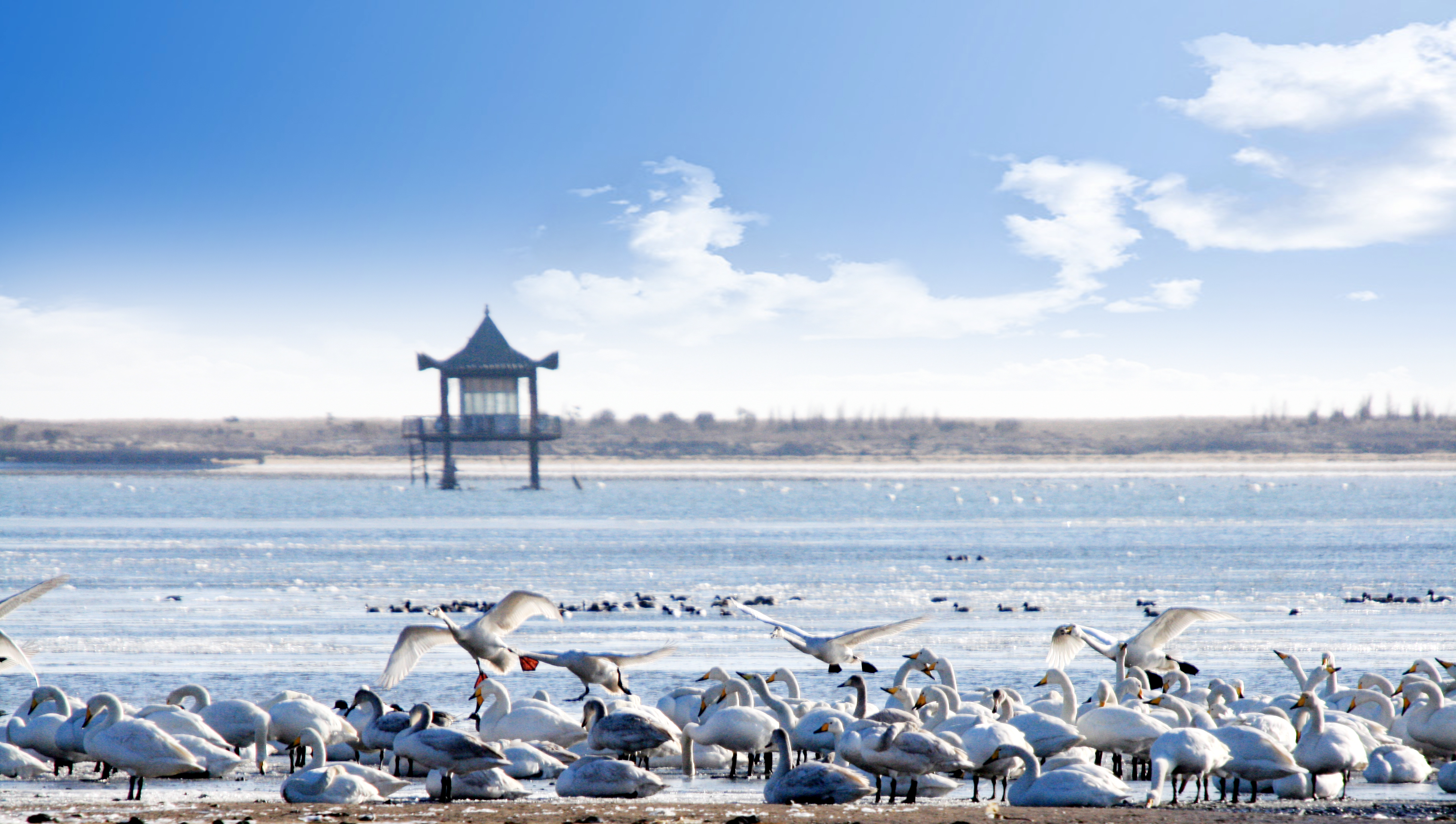  p>荣成成山卫天鹅湖位于威海最东端的 a target="_blank" href="