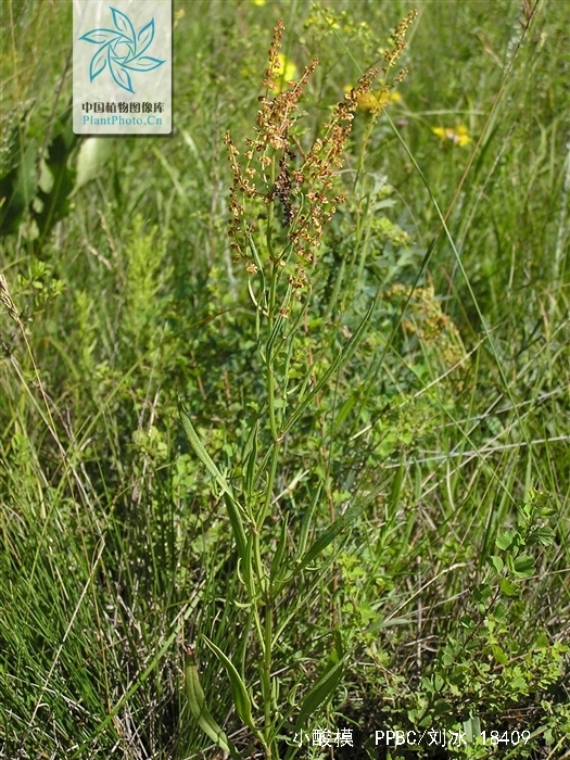  p>小酸模(学名:rumex acetosella), a href="#" data-lemmaid="
