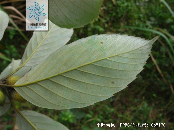  p>小叶青冈(学名: i>cyclobalanopsis myrsinifolia /i> (blume)