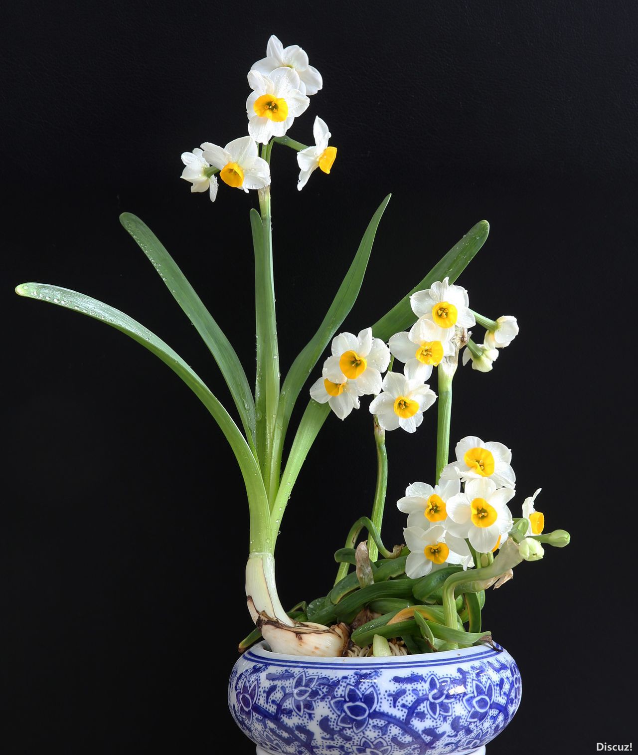 水仙花