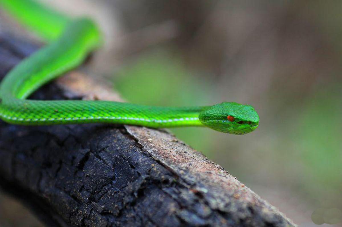  p>西藏竹叶青蛇(学名:trimeresurus tibetanus)为 a target="_blank"